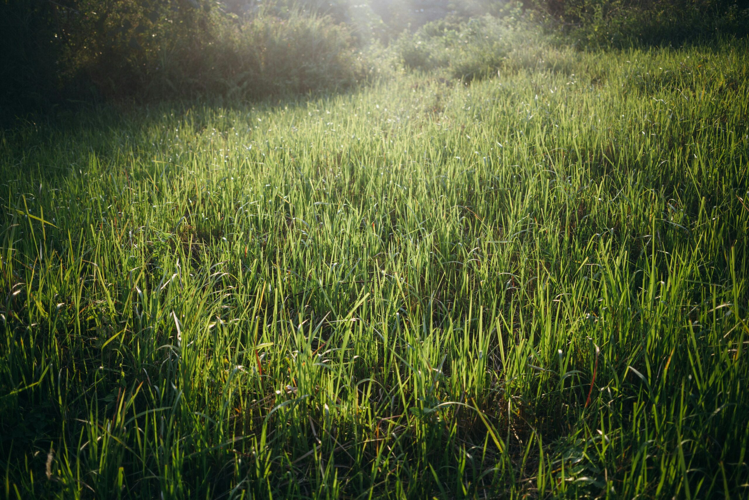 shot-of-long-grass